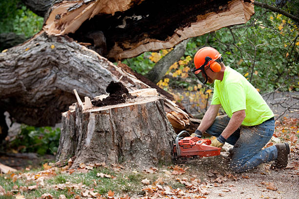 Best Tree Cutting Near Me  in Clarkson Valley, MO